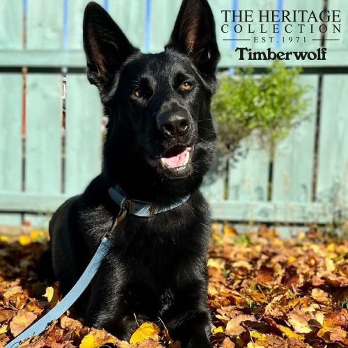 Ancol Timberwolf Leather Collar Blue 45-54cm Size 6