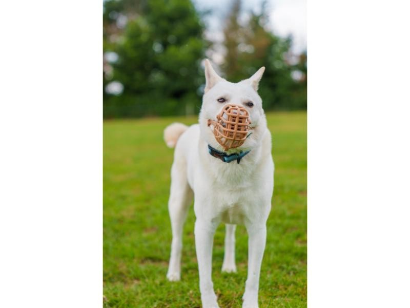 Baskerville Classic Basket Muzzle Size 8