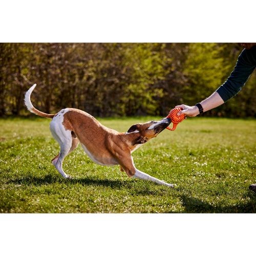 DOGGI Catch & Carry Medium Dumbbell Dog Toy