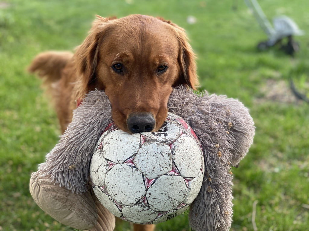 (D) Tall Tails Plush Rope Body Stuffless Bigfoot